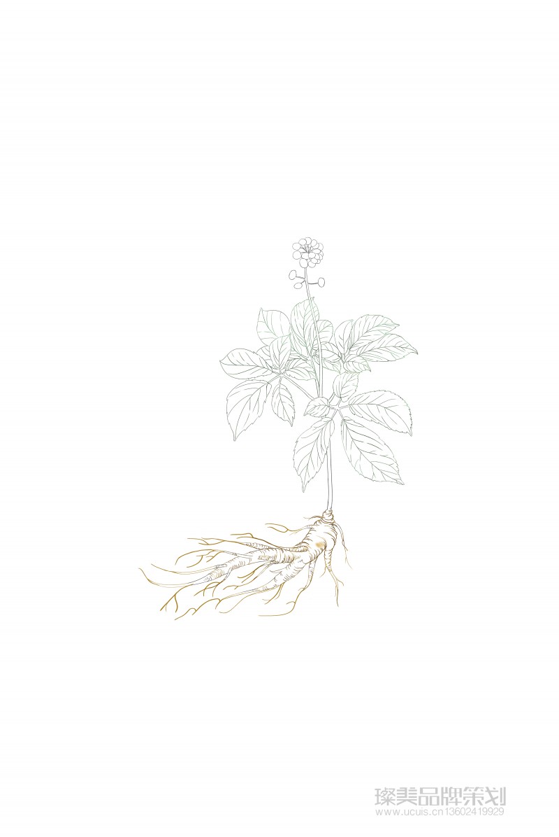 ucui中草藥人參植物國潮風化妝品包裝設計圖01
